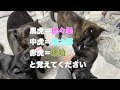 子犬の名前決めました　甲斐犬