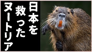 【ゆっくり解説】特定外来種のヌートリアは日本の救世主だった