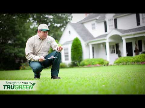 What can I expect from a lawn service?
