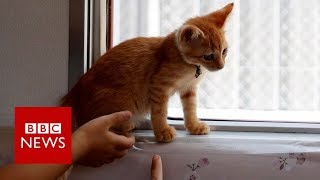 Cats invited on to local train - BBC News