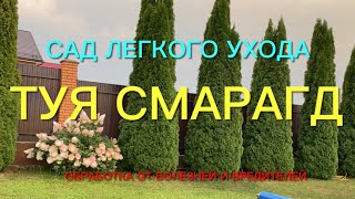 Обязательно посадите тую Смарагд. Красива, легка в уходе и я докажу Вам это.🌿🌿🌿