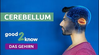 The cerebellum I good2know I eres