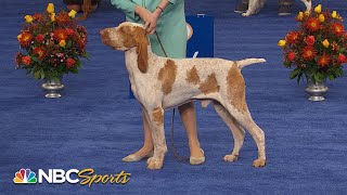 National Dog Show 2022: Sporting Group (Full Judging) | NBC Sports