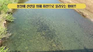 [다살이]황어(Tribolodon hakonensis)가 4월 하천에 떼지어 나타났다!!!