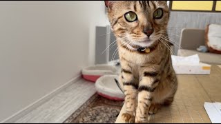 親子でおnewの首輪を探してみたら❤️猫ファン必見のお買い物【4K】#54