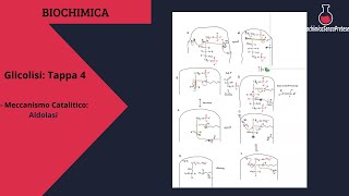 Aldolasi (tappa 4 Glicolisi): Meccanismo Catalitico.