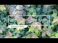 30 Seconds with Double Play® Blue Kazoo® Spirea