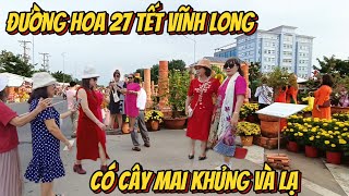 Đường Hoa 27 Tết Những Cây Mai Khũng Và Lạ - Nhiều Tiểu Cảnh Lạ Mắc Tại TP.Vĩnh Long #Trung Tình TV