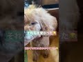 2025 2 7🌈 good bye my love 老犬 こはぎおばあちゃん petlovers animalfriends 愛犬のいる暮らし 今までありがとう