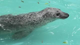 ゴマフアザラシ　(おびひろ動物園/北海道)