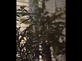 AJ McQueen - Sage Burner (Official Video)