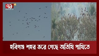 হাজার অতিথি পাখির কলতানে মুখর হবিগঞ্জ শহর | Bird | Habiganj | News | Ekattor TV