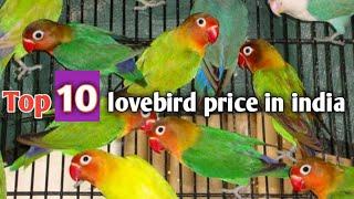 Top 10 lovebird  price in India |#latestlovebirdprice2019 #top10lovebirdprice2019