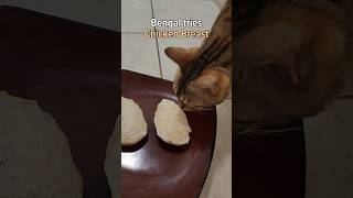 Felix the Bengal Cat Tries CHICKEN BREAST