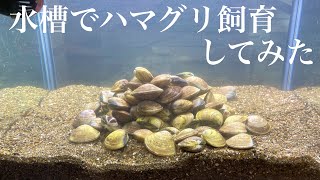 潮干狩りで獲ったハマグリを水槽で飼育してみた【アクアリウム】