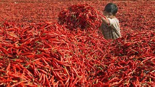 How To Make Chili Powder - Red Chilli Farming And Processing In Factory