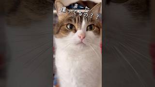 売り言葉に買い言葉🙀😱　#ねこ #ねこ動画 #口は災いの元 #ねこもふ団