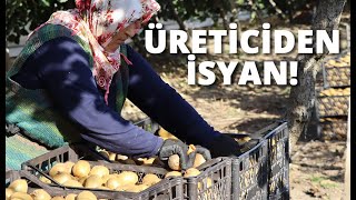 SUBAŞI'NDA KİVİ HASADI BAŞLADI- Üreticiler fiyatlardan dert yandı