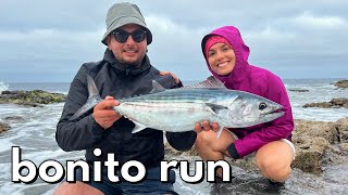 BONITO RUN! SHORE FISHING IN LANZAROTE, CANARY ISLANDS - pesCarlo