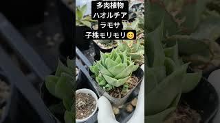 多肉植物ハオルチア　ラモサ#多肉 #多肉植物 #ハオルチア＃ラモサ