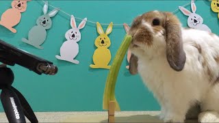 セロリを食べるうさぎ ASMR Rabbit eating celeryうさぎ 咀嚼音 音フェチ