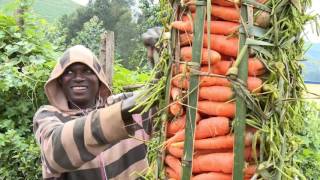 AGRICULTURE IN RWANDA