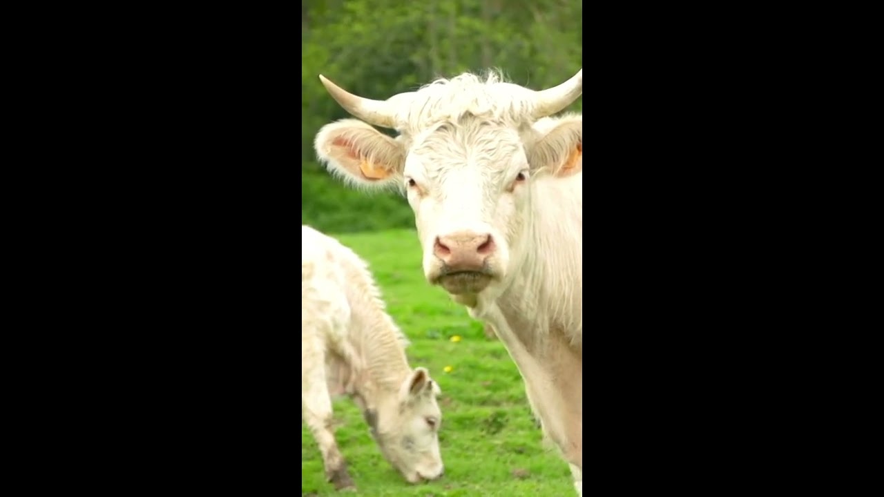 #КОРОВА #Какговорятживотные Мычание коровы Животные для детей Звуки животных #shorts