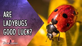 Are Ladybugs Good Luck? - Ladybugs Lucky Charm