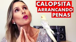 Calopsita Arrancando as Próprias Penas.