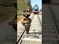 GTA V: MIAW MIAW CAT SAVING CAT FROM THOMAS THE TRAIN #shorts #cats