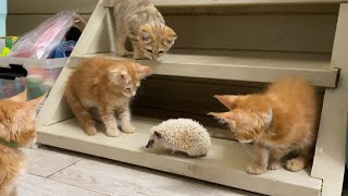 SAND CATS AND MAINE COON KITTENS REACTION ON HEDGEHOG