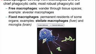 Chapter 20 - Immune System Part A
