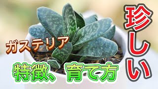 「珍しい形の多肉植物」ガステリアの特徴や育て方