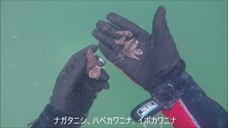 琵琶湖で素潜り2019年6月9日ダイジェスト