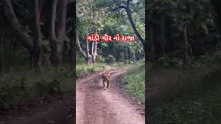 ગાંડી ગીર નો રાજા || Gir no savaj