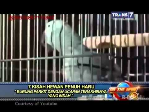 On The Spot Trans 7 7 Kisah Hewan Penuh Haru - YouTube