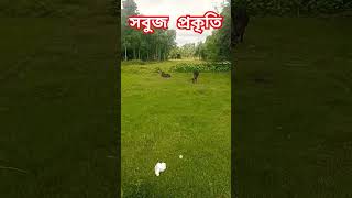 চারিদিকে সবুজ