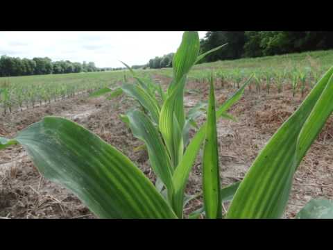 How To Build a Corn Maze How To Build a Corn Maze
