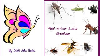 Kids Learning About Animals and Insects In Tamil Environmental Science | By Dukki~~