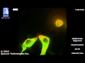 WaveFX - HEK293 Cell Division - Single Focus