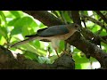 shikra accipiter badius with house sparrow paser domesticus kill