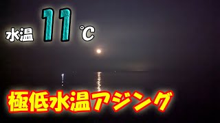 いよいよ厳しいアジング 1月22日と24日の釣行