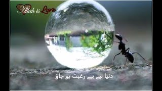 New 2017 | دنیا سے بے رغبت ہو جاؤ |حافظ فصیح آصف | Lyrics | Dunya se be Raghbat | Hafiz Fasih Asif