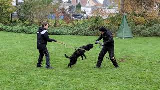 Hasenhirsch Qualle (1 Jahr) beim Schutzdiensttraining