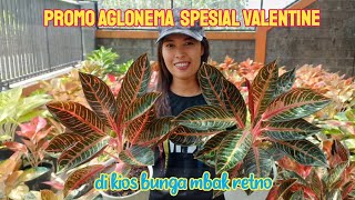 Promo Aglonema Spesial Valentine di Kios Bunga Mbak Retno