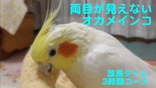 両目の見えないオカメインコ　放鳥タイム３時間コース