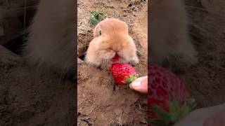 可愛的小兔子吃香甜多汁的草莓. Cute little bunny eats sweet and juicy strawberries. かわいいウサギは甘くてジューシーなイチゴを食べます。#pets