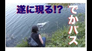 【バス釣り】デカバスついに現る!?淡路島おかっぱり釣行!!