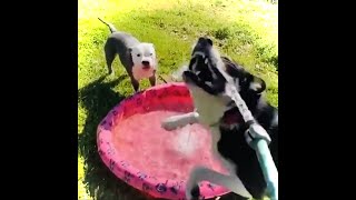 【爆笑】反復横跳びしながら水を飲む犬【#shorts】