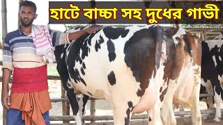 অরনকোলা গরুর হাট থেকে উন্নত মানের বাচ্চা সহ দুধের গাভী দেখুন।  সরাসরি হাট বা খামার থেকে ক্রয় করুন